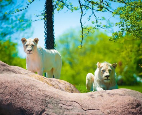 Toronto zoo